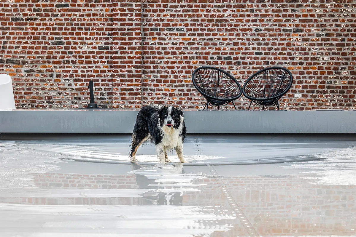 Chien noir et blanc debout sur une bâche grise devant un mur de briques rouges, avec deux fauteuils noirs en arrière-plan.